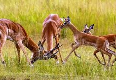 1 Day Akagera National Park Safari