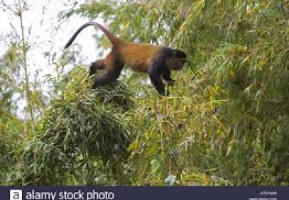 Golden monkey trekking