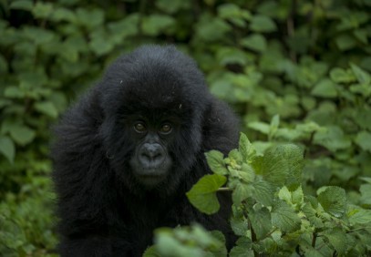 4 Days Rwanda Gorilla Safari & Lake Kivu Splash