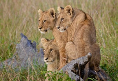 4-Day Safari to Manyara, Ngorongoro and Serengeti
