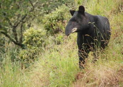 Trek Tapir