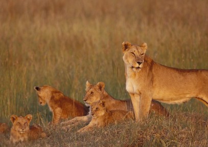 8-Day Tanzania Holistic Safari