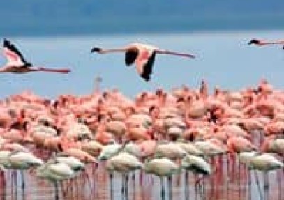 4-Day Mara & Nakuru Budget Camping Safari