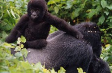 5-Day Gorilla & Chimpanzee Trekking Safari