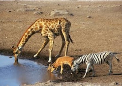 Kruger, Lesotho & Swaziland Group Tour