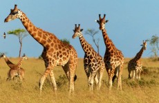 Murchison Falls National Park Safari