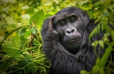 5-Day Primates in Uganda Safari