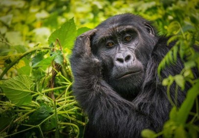5-Day Primates in Uganda Safari
