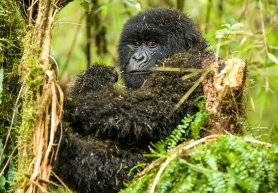 Great Apes Safari Uganda
