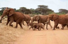 6 Day Kenya Budget Safari