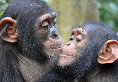 Chimp Tracking in Kibale Safari