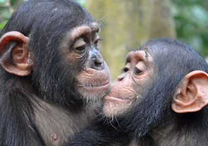 Chimp Tracking in Kibale Safari