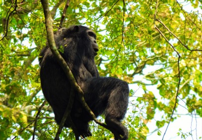 Chimps, Gorillas & Lions Safari