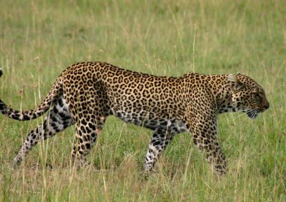Classic Kenya Wildlife Safari