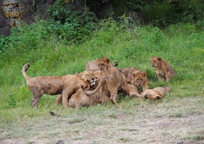 Best of Kenya and Tanzania Budget Safari