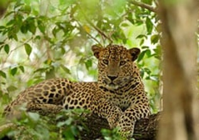 Wild Sri Lanka In A Nutshell