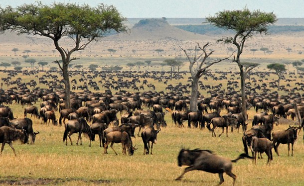 7-Day Maasai Mara Great Wildebeest Migration
