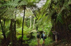 Cameroon Dja Biodiversity Safari