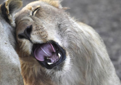 Best of Botswana Safari