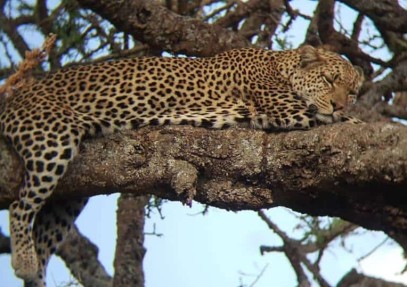 10-Day Signature Epic Wilderness Safari