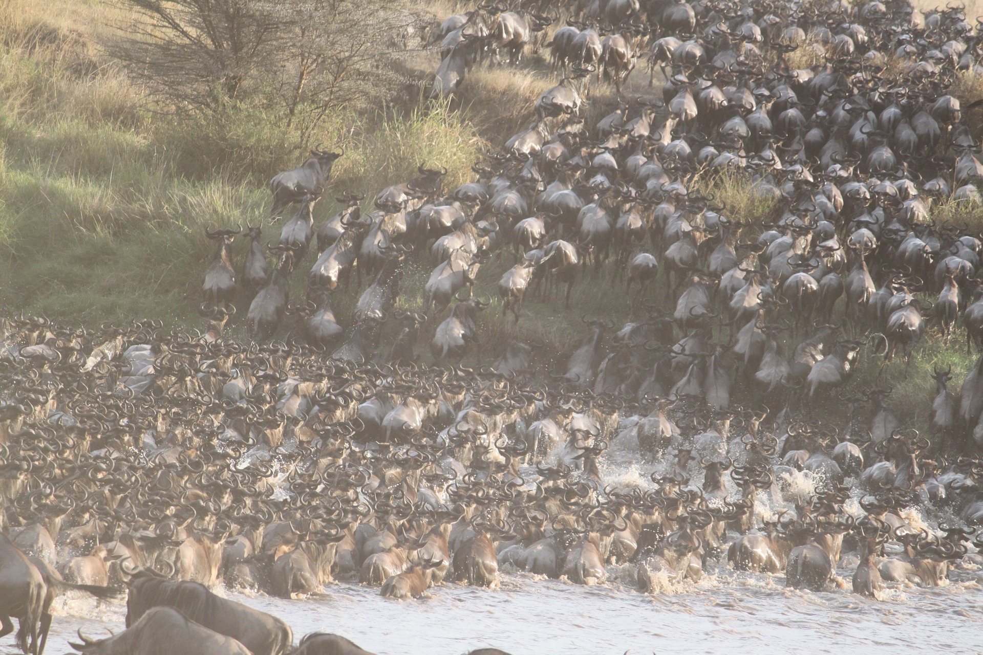 Serengeti Copy