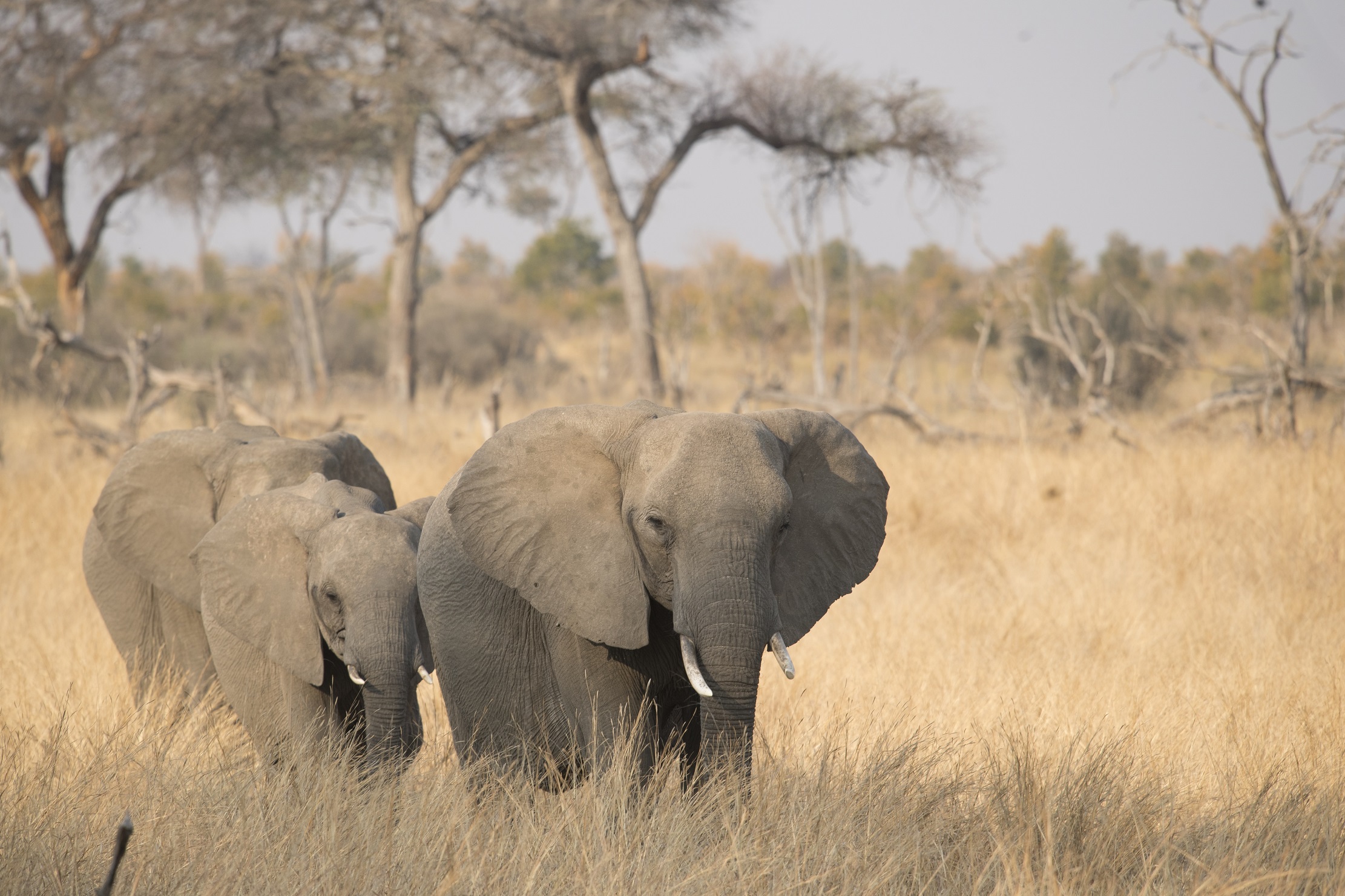 Somalisa Camp Hwange National Park Zimbabwe Elephant 5sw0028 170