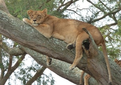 Queen Elizabeth Wildlife Safari