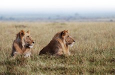 Murchison Falls Safari