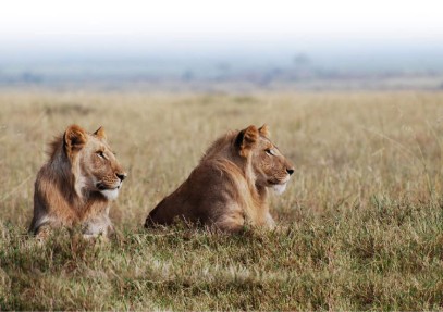 Murchison Falls Safari