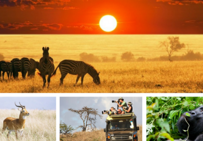 7-Day Uganda Primate & Big Five Wildlife Safari