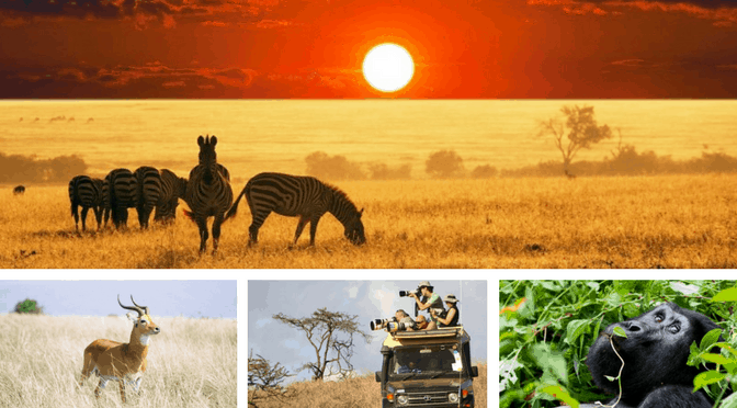 7-Day Uganda Primate & Big Five Wildlife Safari