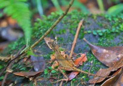 Wild World Of Sri Lanka II
