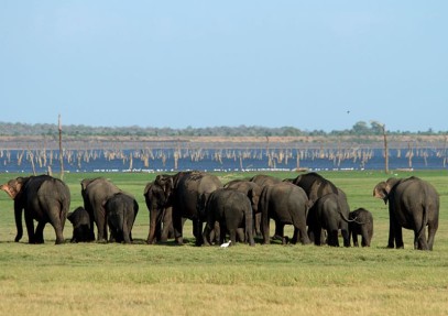 The Big Trip: Wild World of Sri Lanka IV