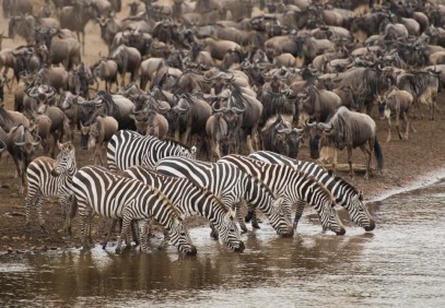 7-Day Great Migration Tanzanian Safari