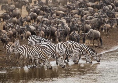 7-Day Great Migration Tanzanian Safari