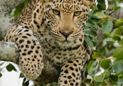 Wildlife Photography and Conservation