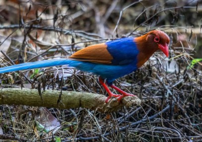 Wildlife Photography Tour Of Sri Lanka