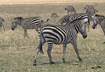6-Day Tarangire, Serengeti, Ngorongoro Crater, Manyara & Arusha Safari
