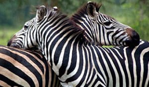 1573142040 Safaritourimage.jpg