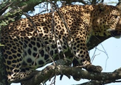 3-Day Masai Mara Group Safari