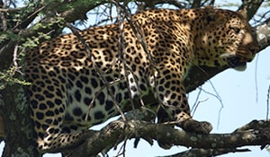 1573142139 Safaritourimage.jpg