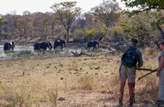 South Africa, Zimbabwe and Botswana Safari