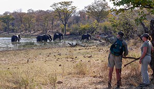 1574074933 Safaritourimage.jpg