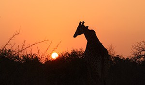 1574074987 Safaritourimage.jpg