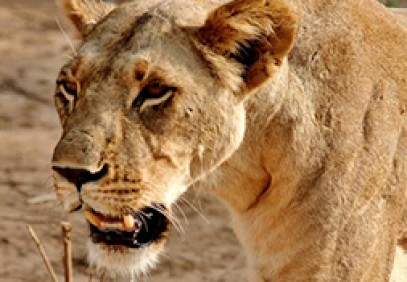 10 Days Best of Uganda Tour