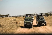 Amazing Safari Copy.jpg