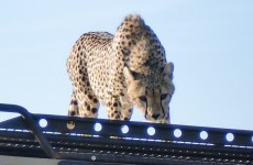 6-Day Serengeti Safari