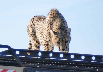 6-Day Serengeti Safari