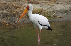 3 Days Safari to Queen Elizabeth National Park