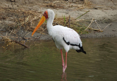 3 Days Safari to Queen Elizabeth National Park